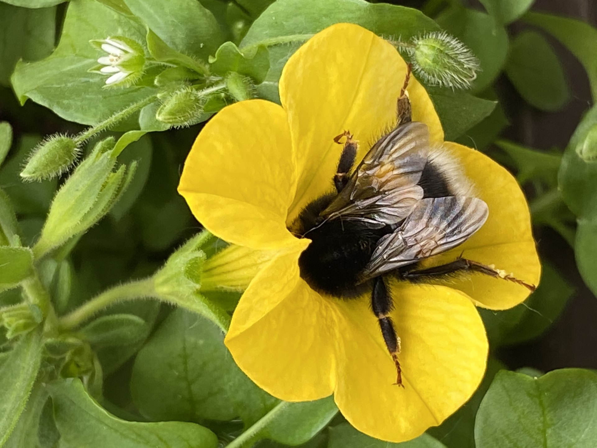 Bee Active Serum ilustrace